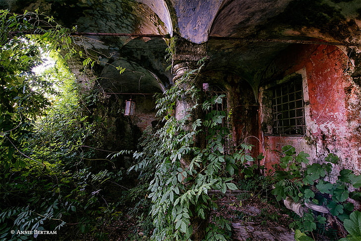 plants, house, ruin, abandoned, 500px, Annie Bertram, tree, HD wallpaper