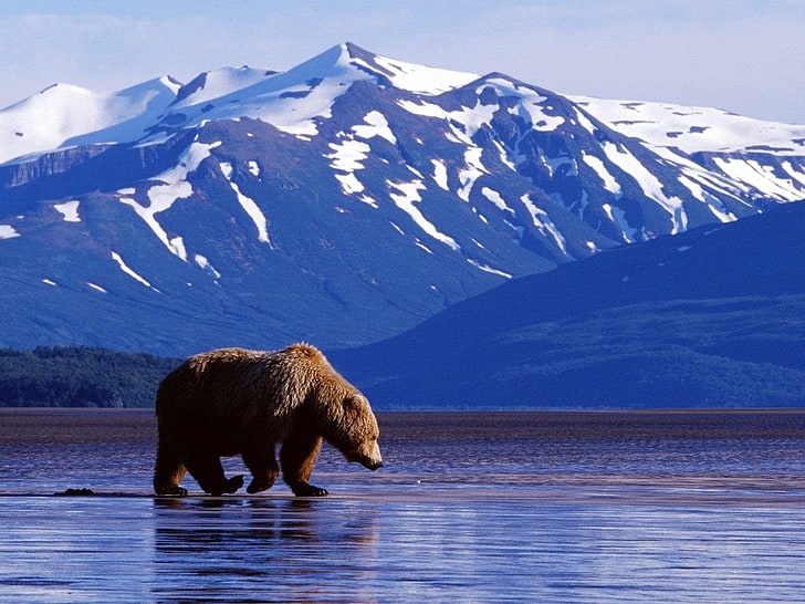 brown bear, Bears, Alaska, Denali National Park, Grizzly, Wildlife, HD wallpaper