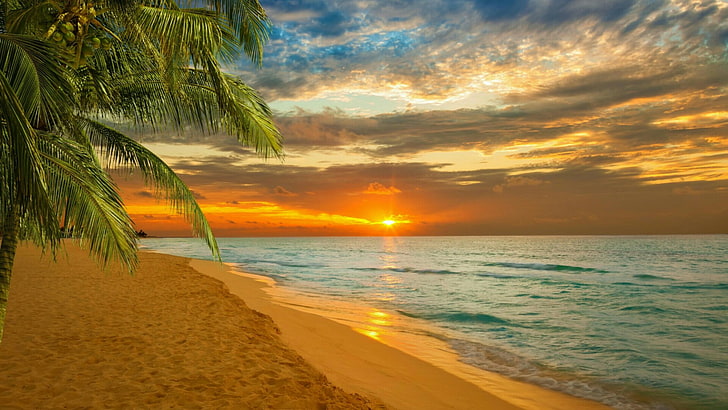 sunset, sea, summer, palm, sky, tropics, caribbean, paradise, HD wallpaper