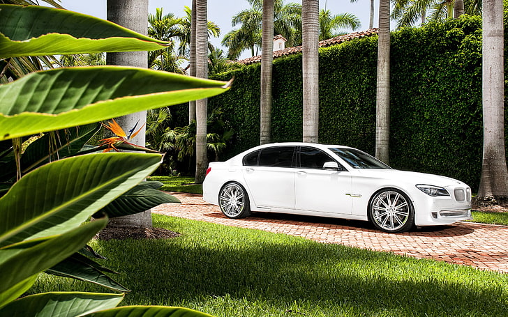 white BMW sedan, car, plant, mode of transportation, motor vehicle, HD wallpaper