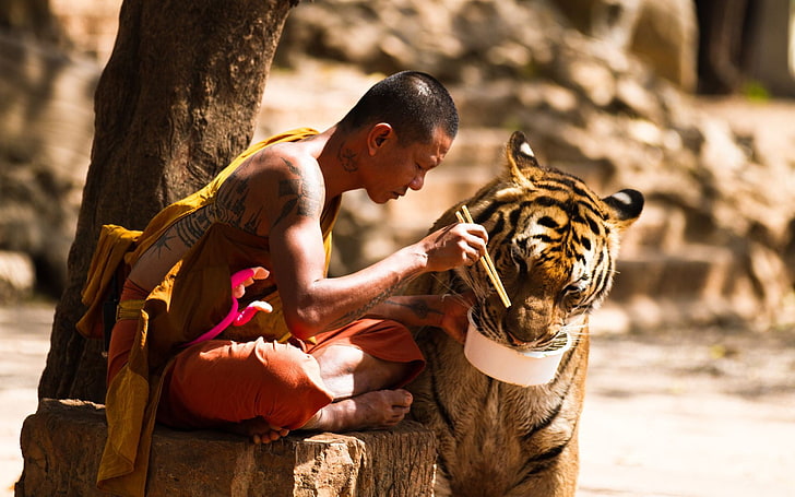 adult tiger, monks, Buddhism, animals, sitting, tree, day, focus on foreground, HD wallpaper