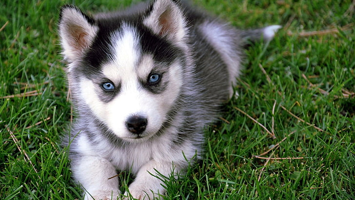 black and white Siberian husky puppy, animals, dog, one animal, HD wallpaper