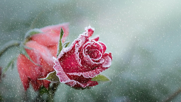 rose, frost, snow, snowing, cold, winter, freeze, HD wallpaper