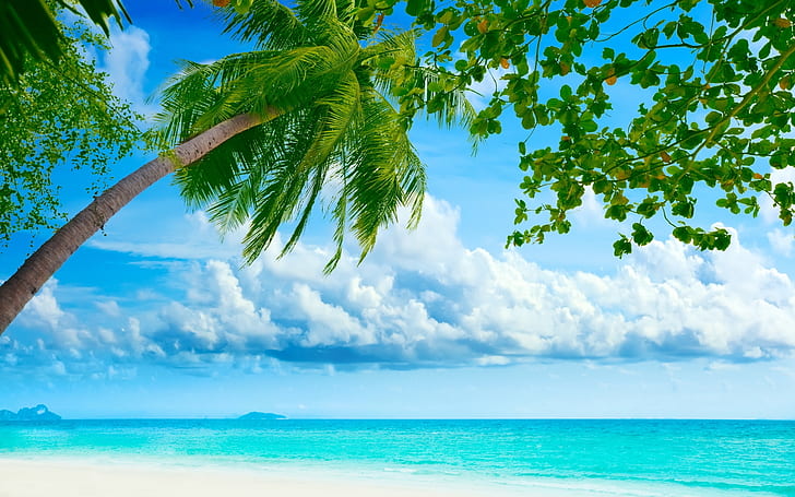 Exotic Summer Day, background, palms, sea, blue, sky, HD wallpaper