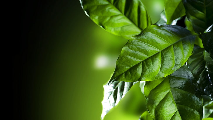 green leaves, 8k, 8k uhd, close up, coffee leaves