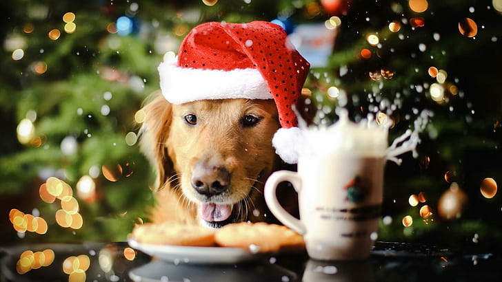 HD wallpaper Cute puppy spreading the christmas spirit