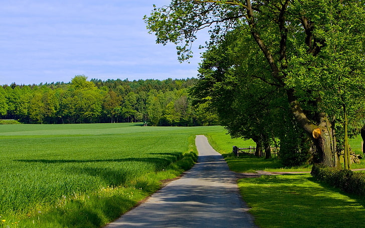 gray road and green crop field, greens, summer, trees, grass