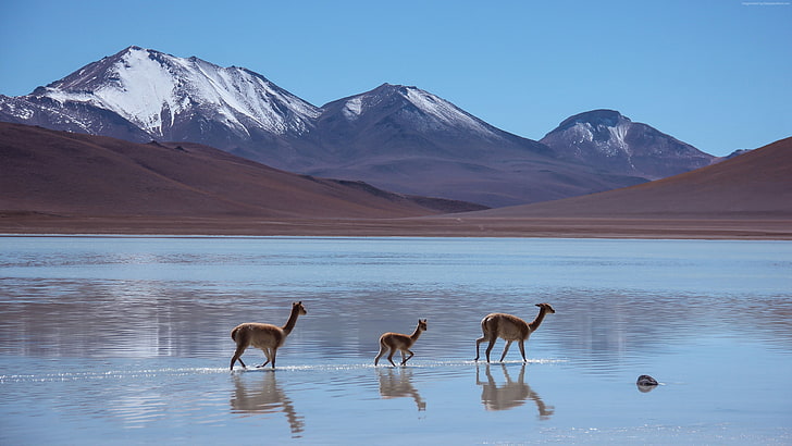Lama, Bolivia, mountains, Laguna Blanca, HD wallpaper
