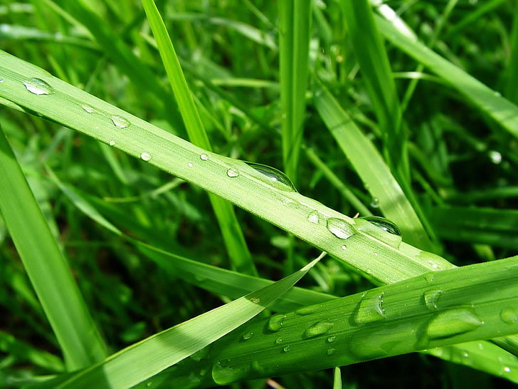 grass, water drops, macro, plants, green, green color, blade of grass, HD wallpaper