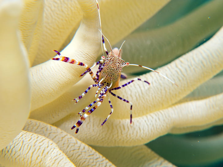 beige and blue insect close-up photo, Cleaner Shrimp, curacao