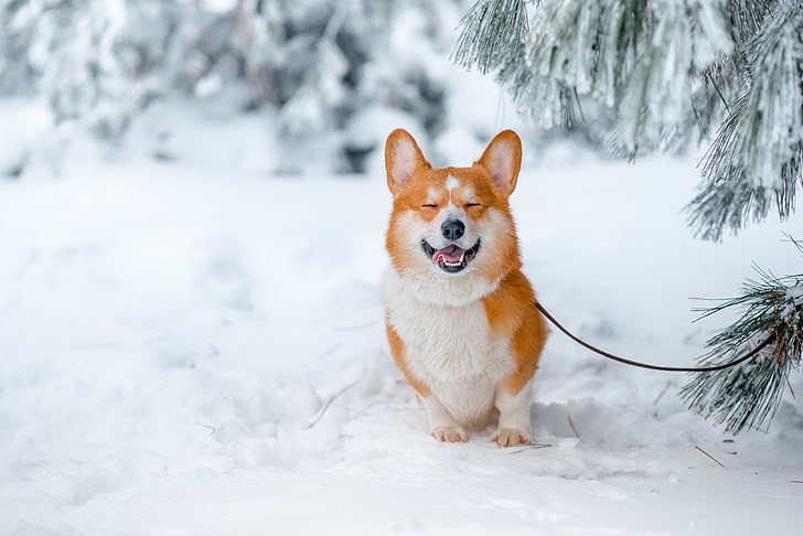 orange and white animal, snow, nature, animals, Corgi, dog, one animal