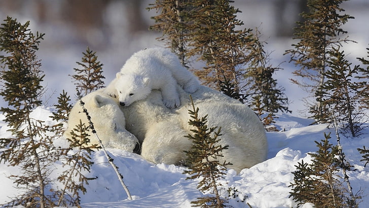 polar bear and cub, polar bears, family, snow, grass, care, winter