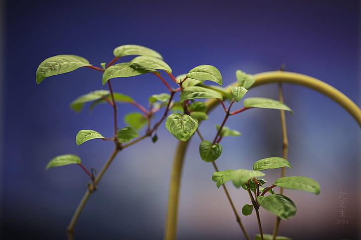 green leaf plant, bokeh, fuchsia, nature, growth, green Color