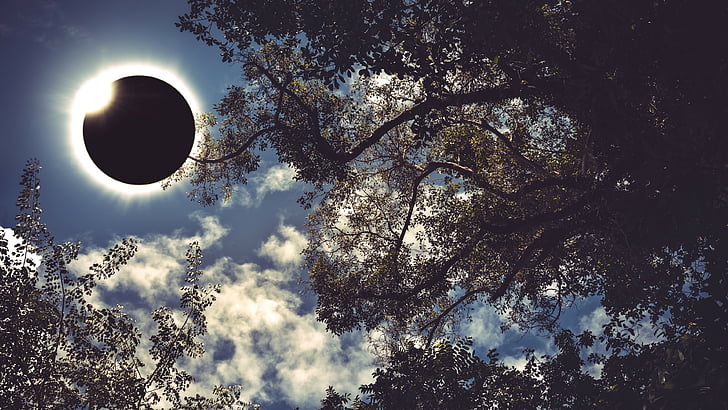 photo of tree during solar eclipse, Total solar eclipse of Aug 21 2017, HD wallpaper