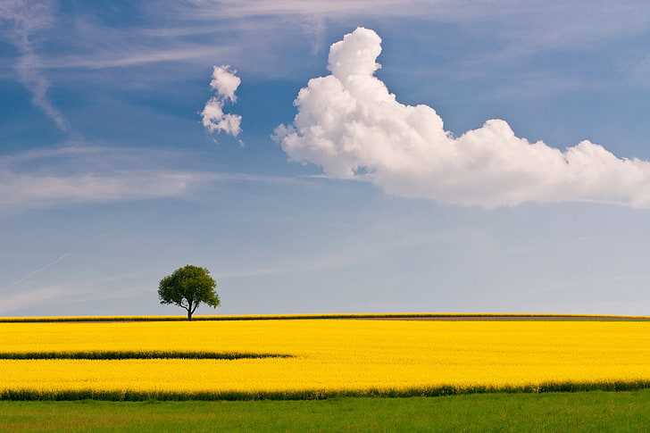 green tree, field, cloud, yellow, sky, lonely, simplicity, nature, HD wallpaper
