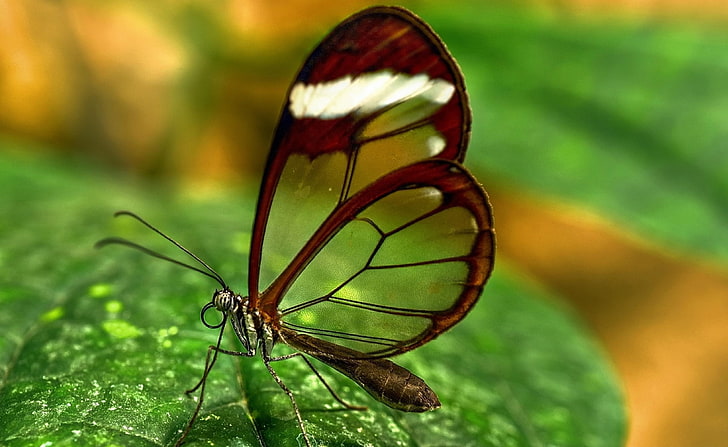 HD wallpaper: Butterfly With Transparent Wings, brown glasswing butterfly,  Aero | Wallpaper Flare