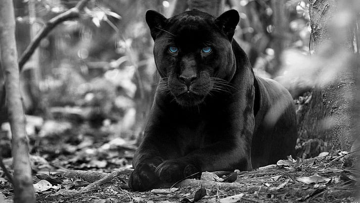 HD wallpaper: black panther, forest, blue eyes, animals, wildlife, black  and white | Wallpaper Flare