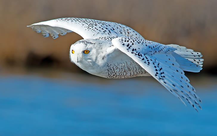 White Owl Flying, HD wallpaper