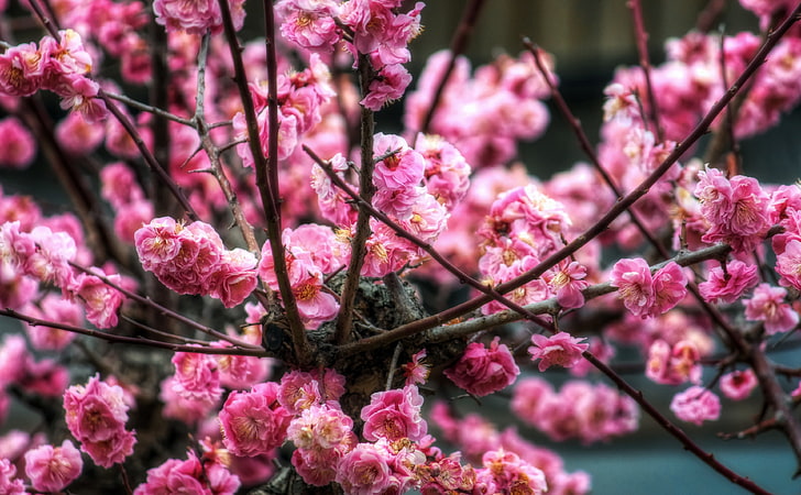 Pink Sakura HDR, pink cherry blossoms, Seasons, Spring, Photoshop, HD wallpaper