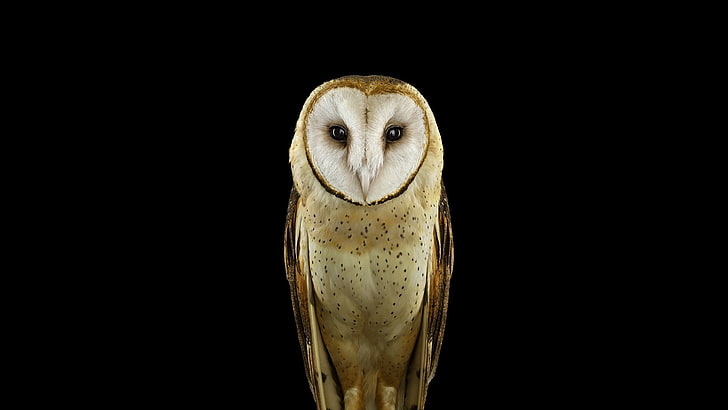 photography, animals, birds, owl, simple background, nature