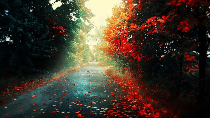 red petaled tree, fall, colorful, nature, road, trees, landscape, HD wallpaper