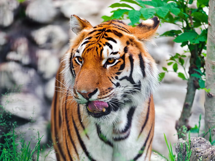 Amur tiger, predator, muzzle