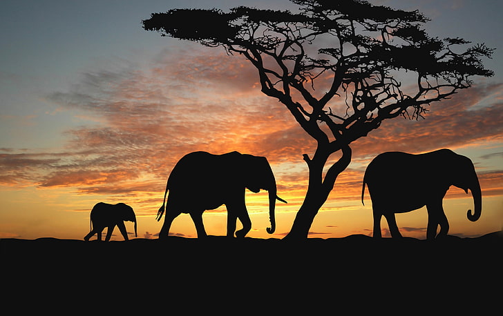 Elephant full hd, hdtv, fhd, 1080p wallpapers hd, desktop backgrounds  1920x1080, images and pictures