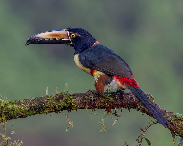 Aracari bird standing on tree branch, aracari, Collared Aracari