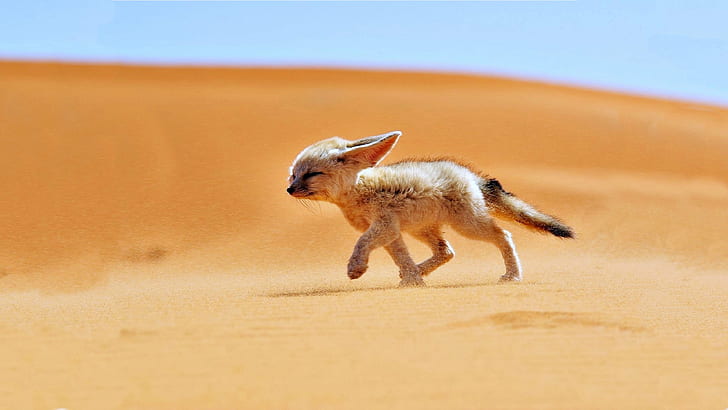 Africa, Algeria, animals, Desert, Fennec, Fox, landscapes, nature, HD wallpaper