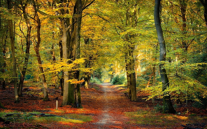 nature, landscape, fall, forest, path, leaves, sunlight, trees, HD wallpaper
