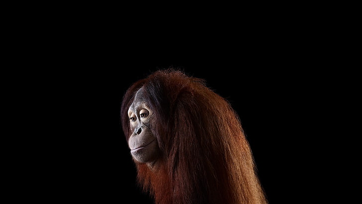 orangutan, photography, mammals, monkey, simple background, orangutans