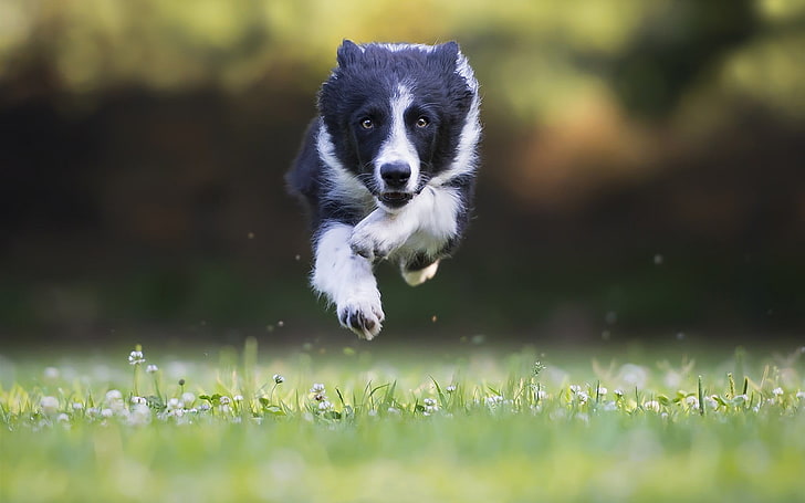 selective focus photo of jumping black and white dog over grass