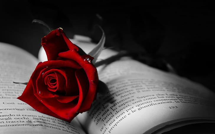 HD wallpaper: Book With Red Rose, passionate, moments, wall, black, love, 3d  and abstract | Wallpaper Flare