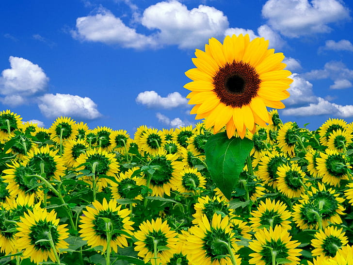 A Little Sunshine to Brighten Your Day, sunflower fields