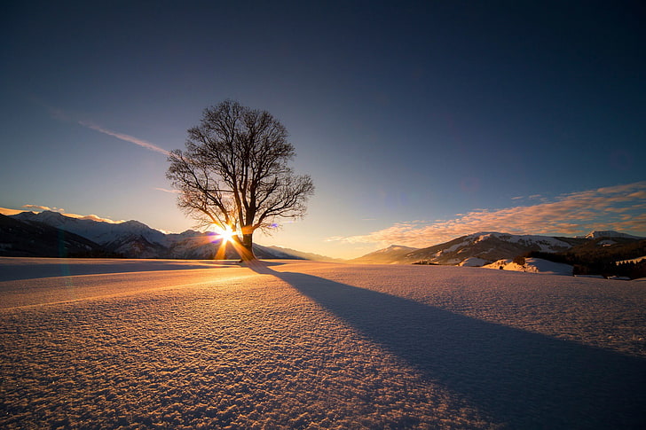 tree on snow silhouette during sunset, nature, landscape, trees, HD wallpaper