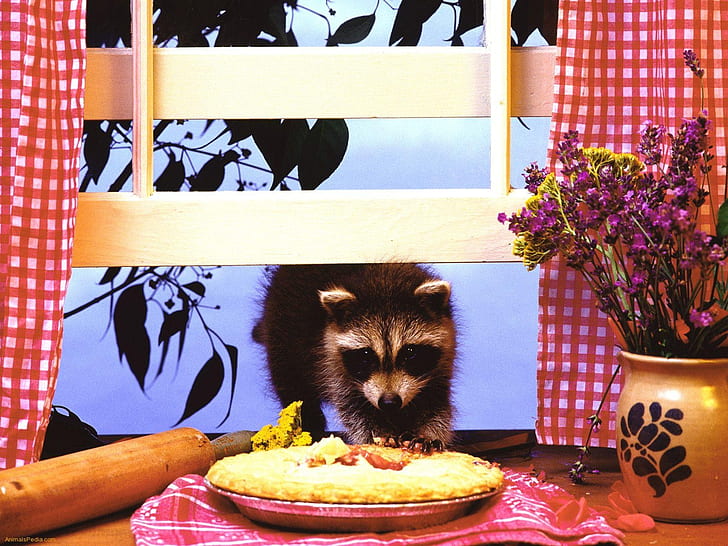 pie thief raccoon animal bench curtains cute flowers kitchen Rolling Pin towel window HD, HD wallpaper