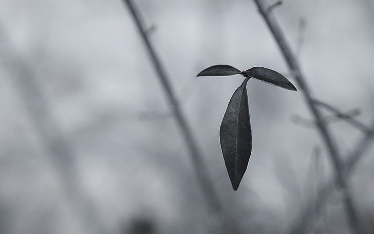 photography, nature, plants, macro, leaves, monochrome, focus on foreground