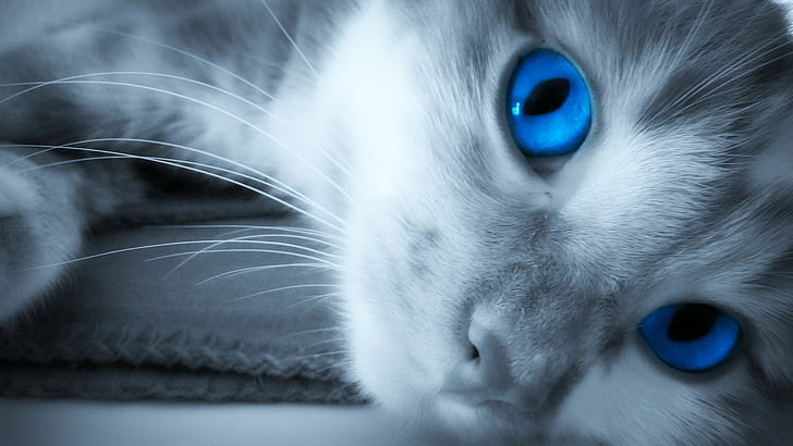 cat, blue eyes, HD wallpaper