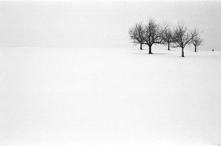 photography of black trees with snow, Hütten, Ilford Delta, Capucho, HD wallpaper
