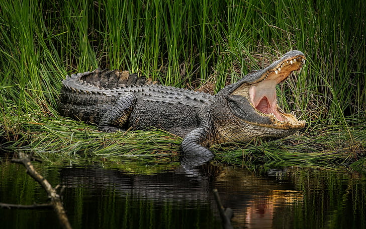 animals, crocodiles, HD wallpaper