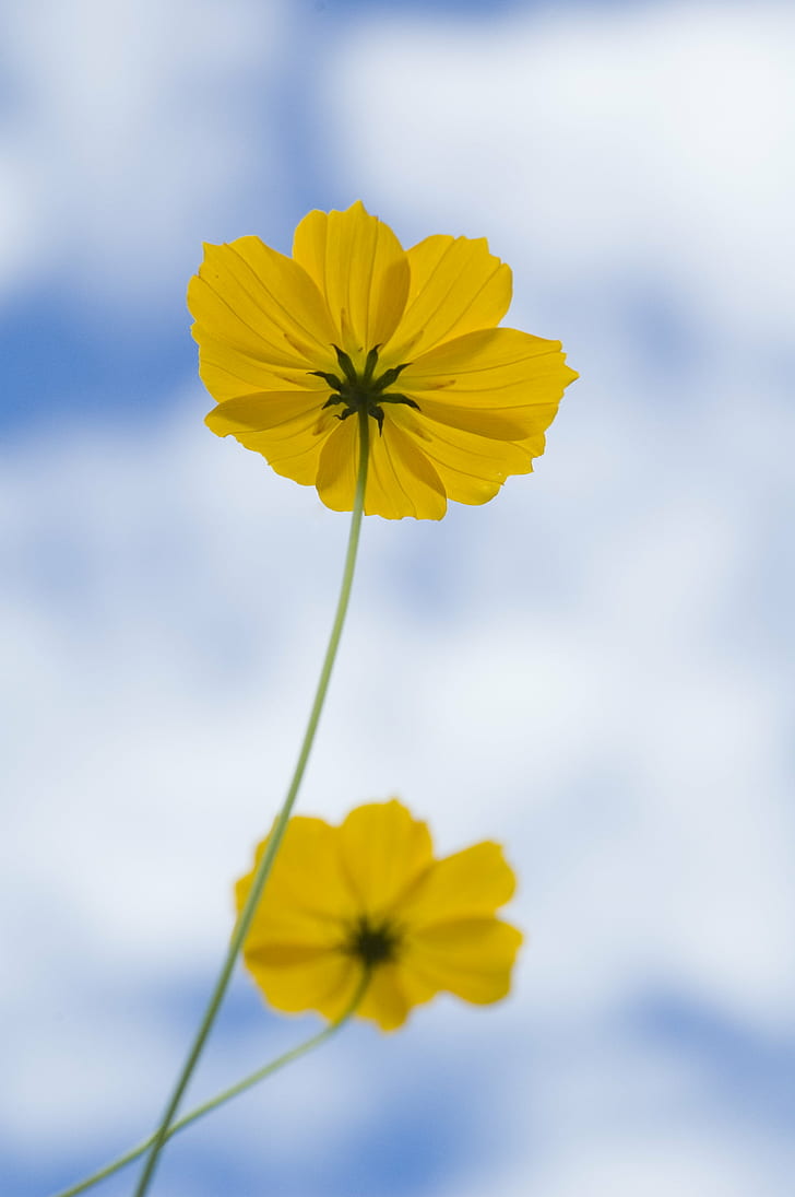 yellow Cosmos flower, Duo, flower  flower, yellow  blue, nature, HD wallpaper