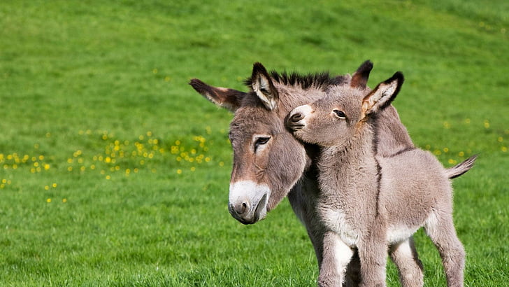 donkey, burro, moke, meadow, lea, grass, cute, hump