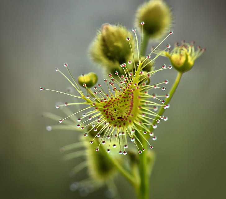 green and red Venus Fly Trap flower macro photography, Baby, Triffid, HD wallpaper