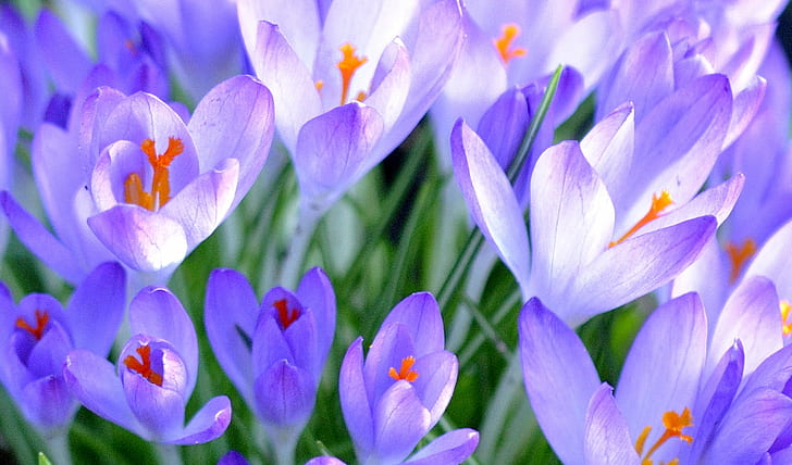 nature, plant, flower, purple, crocus, springtime, petal, flower Head, HD wallpaper