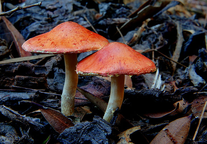 selective focus photography of brown mushroom, Redlead, Roundhead, HD wallpaper