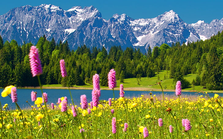Alps Snowy Mountain Peaks Blue Sky Green Forest With Trees And Pine Lake Yellow And Pink Spring Flowers Mountain Hd Wallpapers For Desktop, HD wallpaper