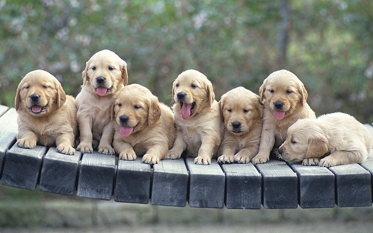 golden retriever puppy litter, puppies, dogs, many, pets, cute, HD wallpaper