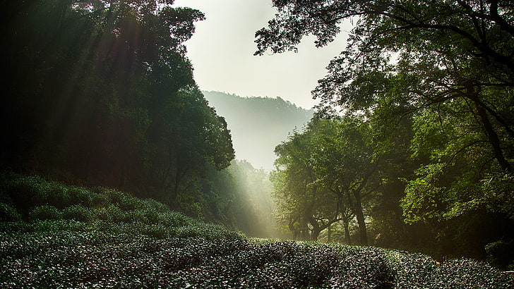 green leafed trees, nature, China, Hangzhou, West Lake, mist