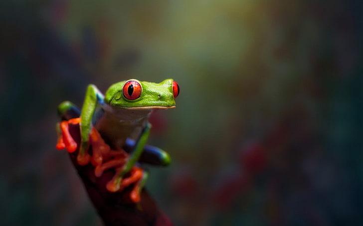 green frog, animals, amphibian, Red-Eyed Tree Frogs, one animal