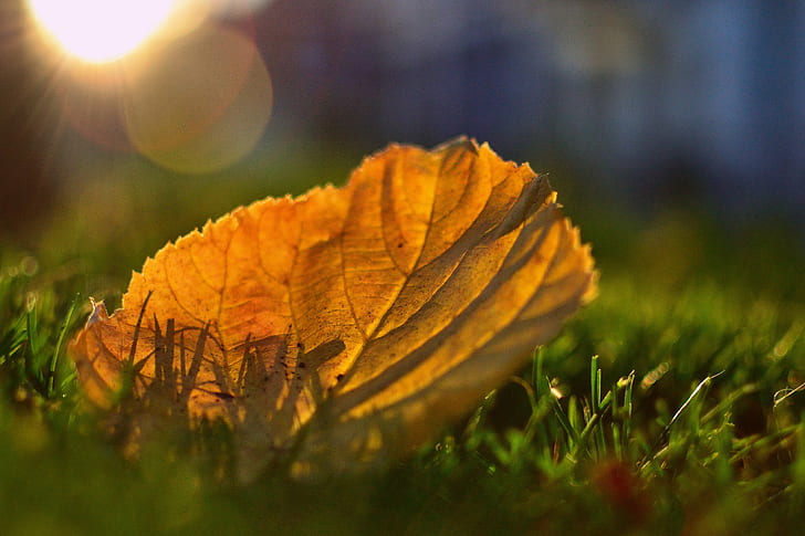 selective focus photography of dried maple leaf on green grass, HD wallpaper